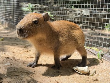 Baby Capybara standing in the enclosure