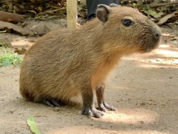 Close-up of baby Capybara sitting calmly