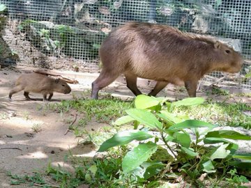 Adult and baby capybara walking through the zoo
